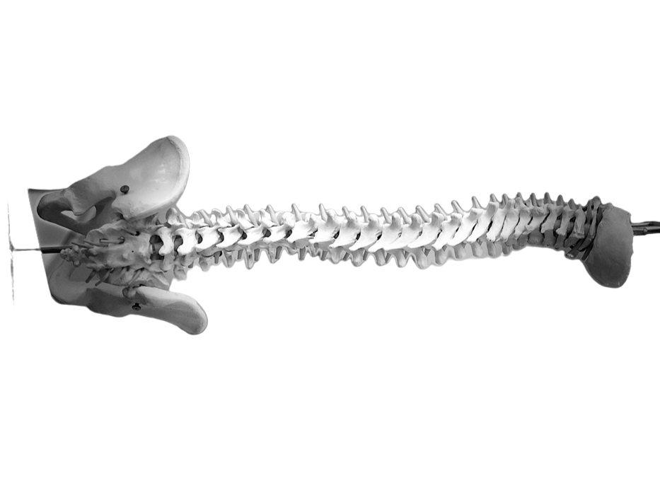 Anatomical spine model